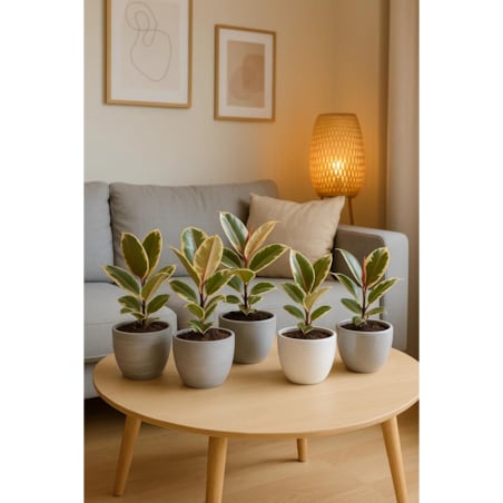 Fikus sprężysty Tineke– doniczka Ø 14 cm – wysokość 40 cm