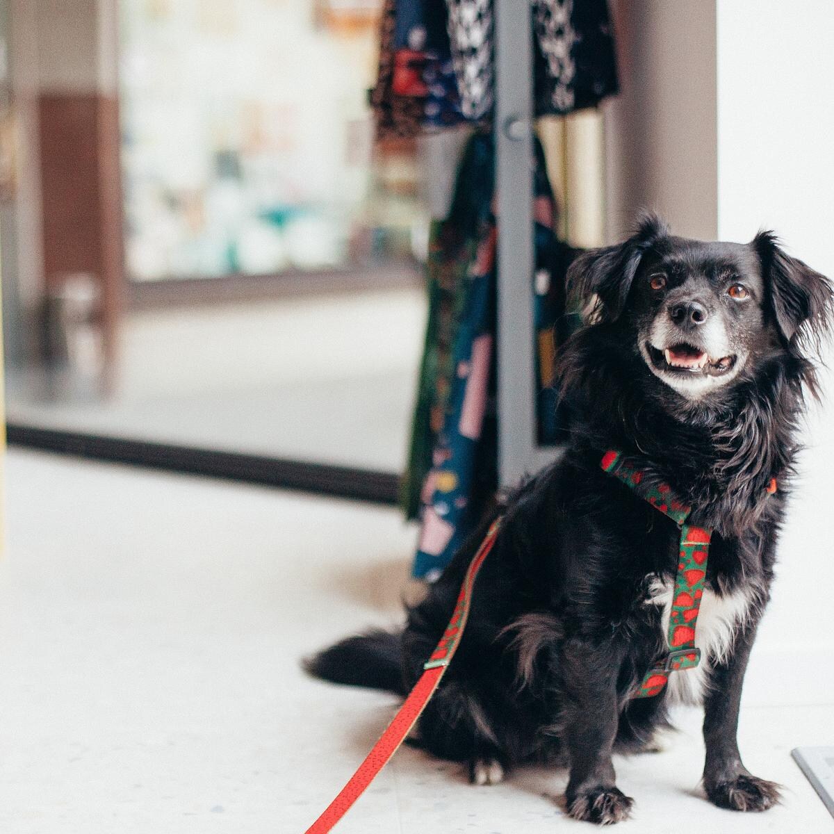 Szelki dla psa lub kota typu guard "Większe niż poziomka na 9 liter" - Szerokość taśmy: 25mm, Rozmiar: XL