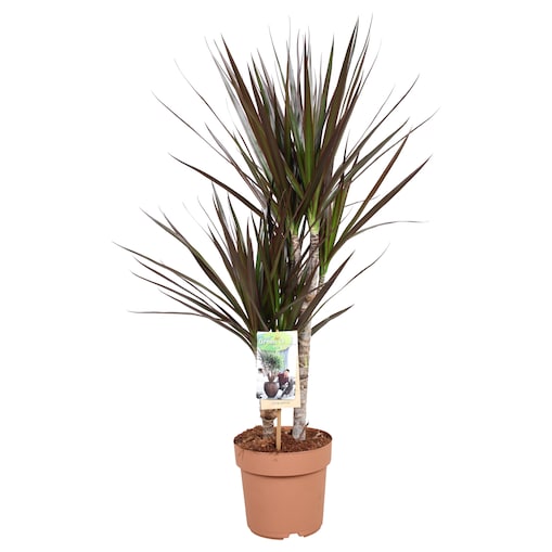 Dracaena marginata Magenta XXL | Doniczka Ø 17 cm | Wysokość ok. 80 cm