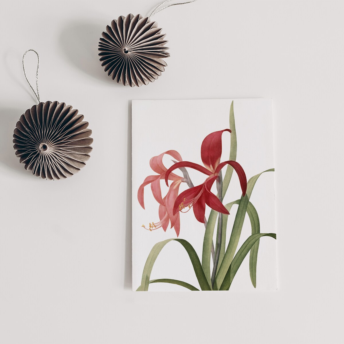 Plakat Amarylis 30x40cm