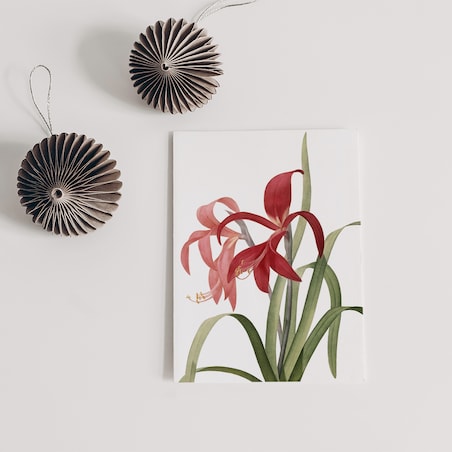 Plakat Amarylis 30x40cm