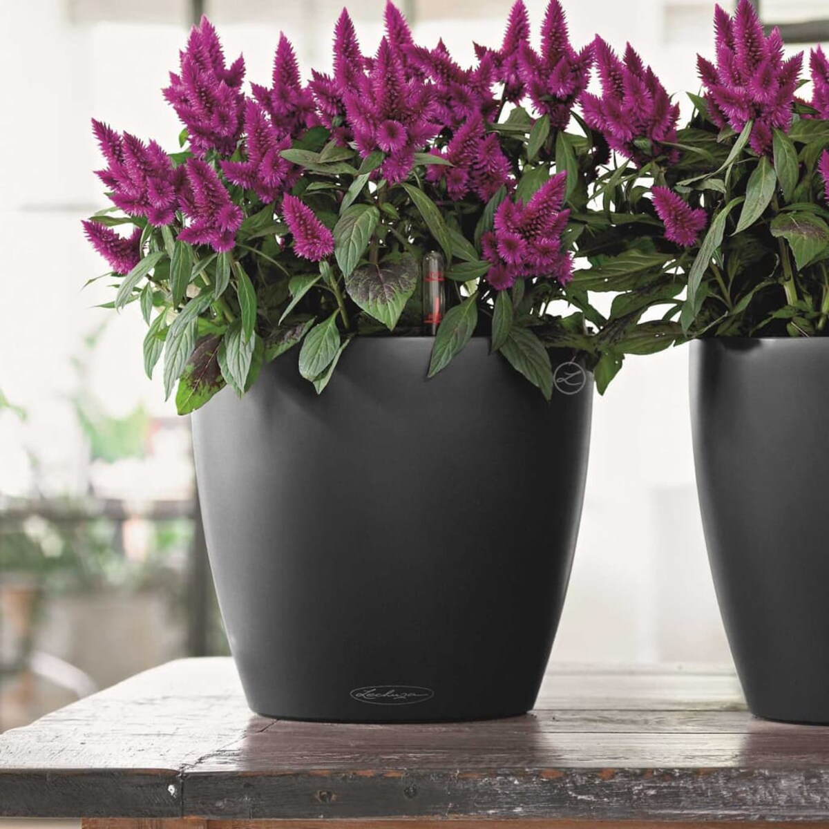 LECHUZA Donica Classico Color 35 ALL-IN-ONE, szara, 13224