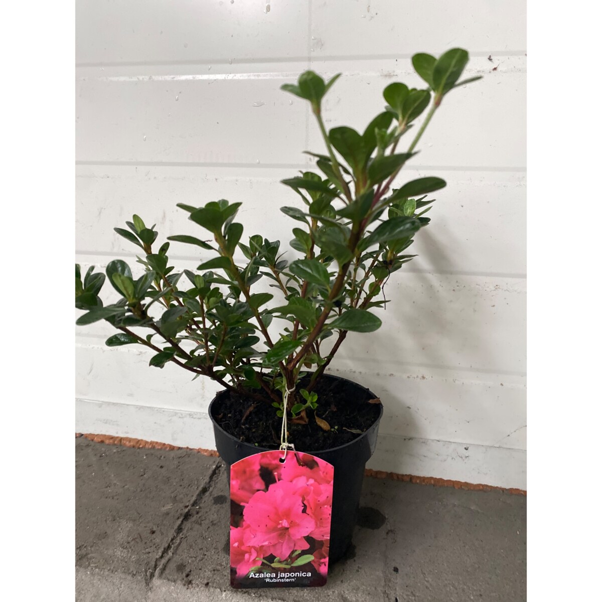 Azalia japońska-Azalea Rubinstern Doniczka Ø 15 cm – Wysokość ok. 35 cm