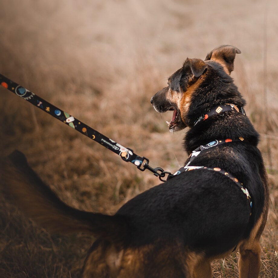 Smycz przepinana z amortyzatorem dla psa lub kota "I need space" - Szerokość taśmy: 25mm, Rozmiar: L oraz Rodzaj: Mały karabinek