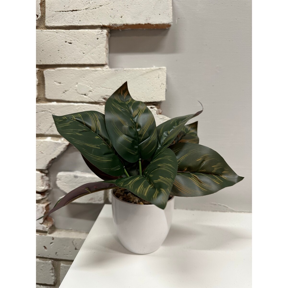 Kaladium Sztuczne W Doniczce