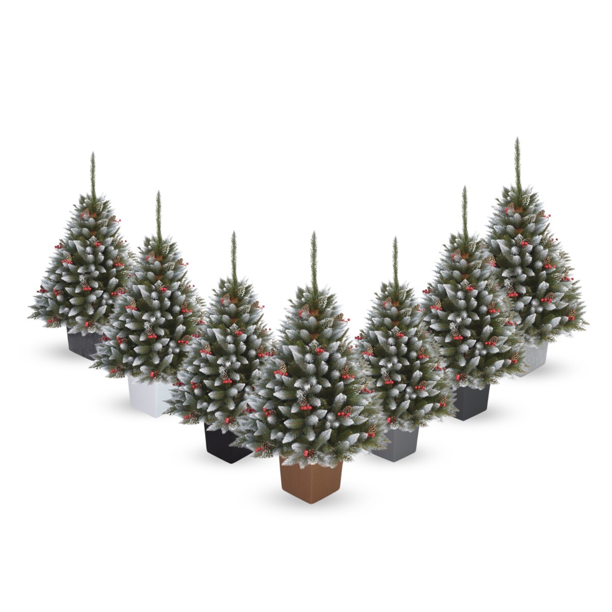 Choinka Premium Świerk Diamentowy Ilex w Kwadratowej Donicy 180 cm X-Choinka 7 kolorów donicy