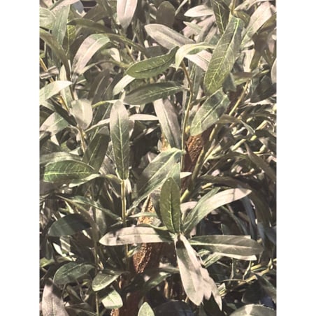 Drzewo oliwka gęsta na naturalnym pniu 170 cm