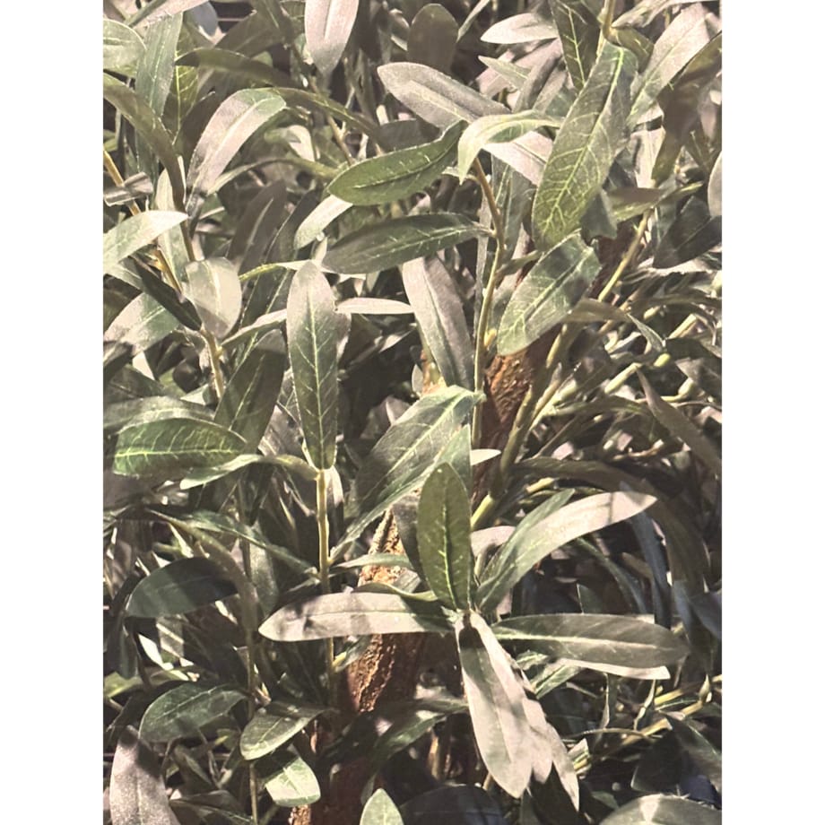 Drzewo oliwka gęsta na naturalnym pniu 170 cm