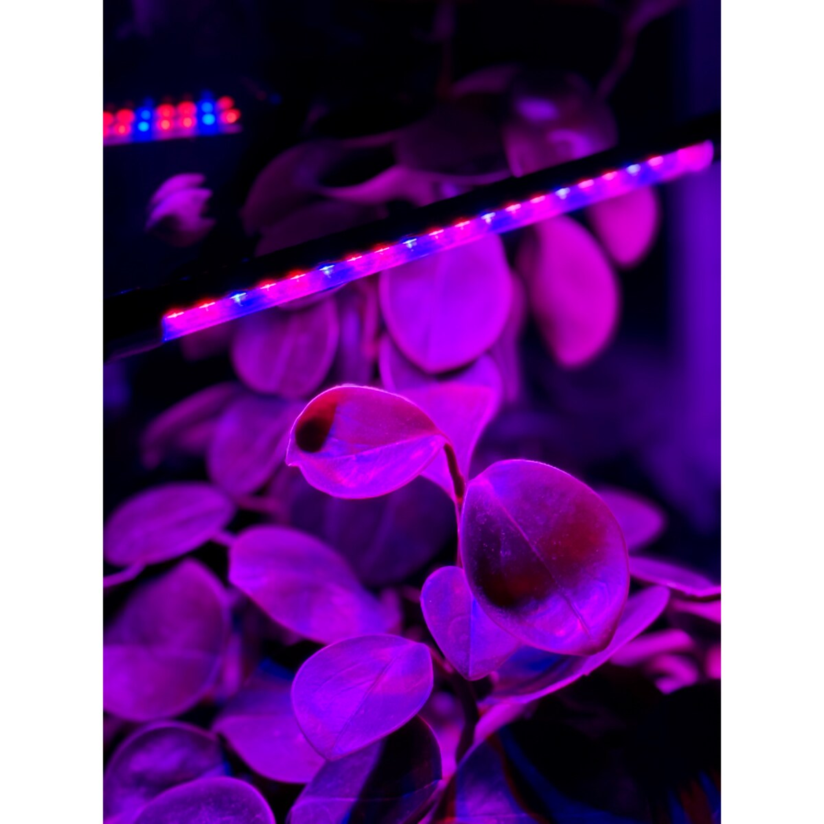 Lampa Led Do Wzrostu Roślin 20 Diod Timer 9 W Uprawa Roślin Do Domu Z Zasilaczem Sieciowym