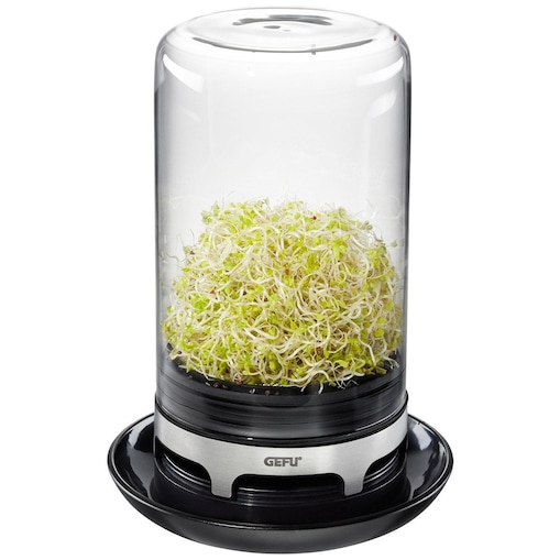 Kiełkownica ze szklaną kopuła, naczynie ze szkła do hodowania kiełków