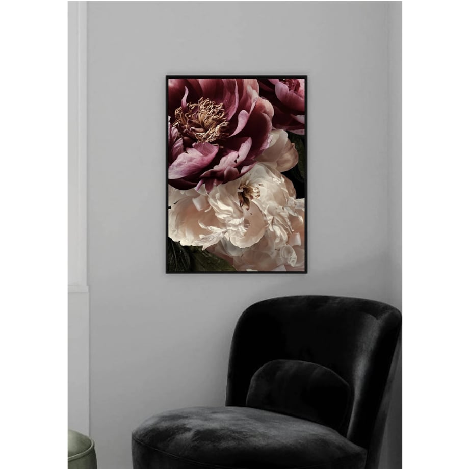 Poster Story, Plakat, Obraz - Rubinowa i Biała Piwonia No2, wymiary 50 x 70 cm