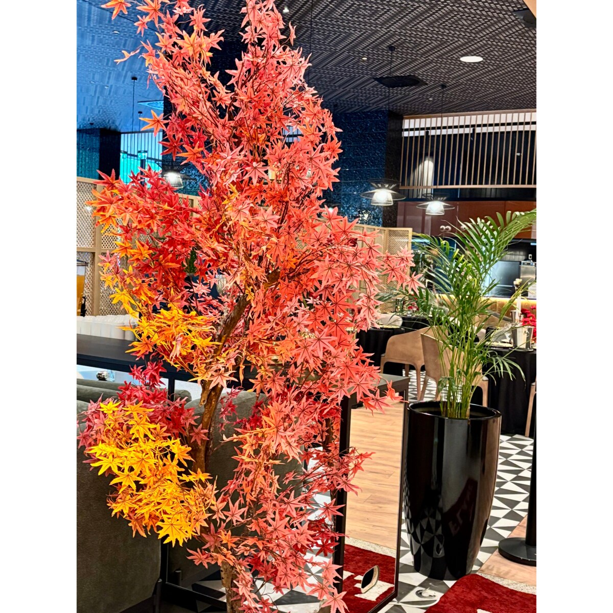 Drzewo klon palmowy z czerwonymi liśćmi na naturalnym pniu 250 cm x 250 cm