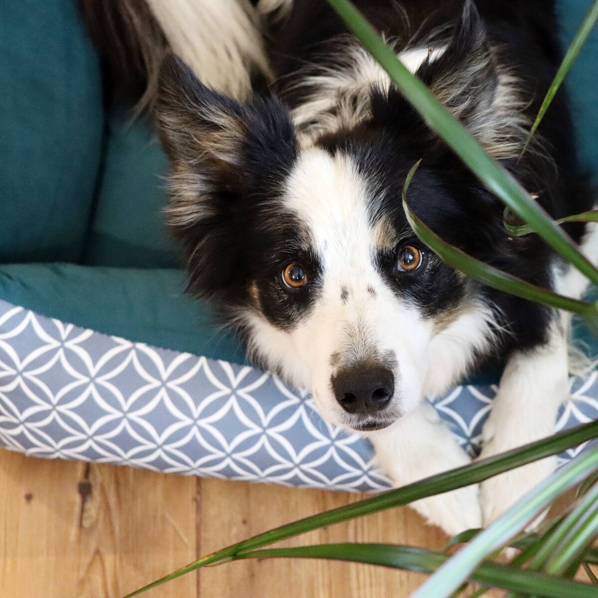 Stylowe legowisko dla psa OTTO, 80x60 cm, Turkus