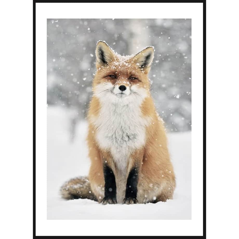 Poster Story, Plakat, Obraz - Lis w Płatkach Śniegu, wymiary 50 x 70 cm