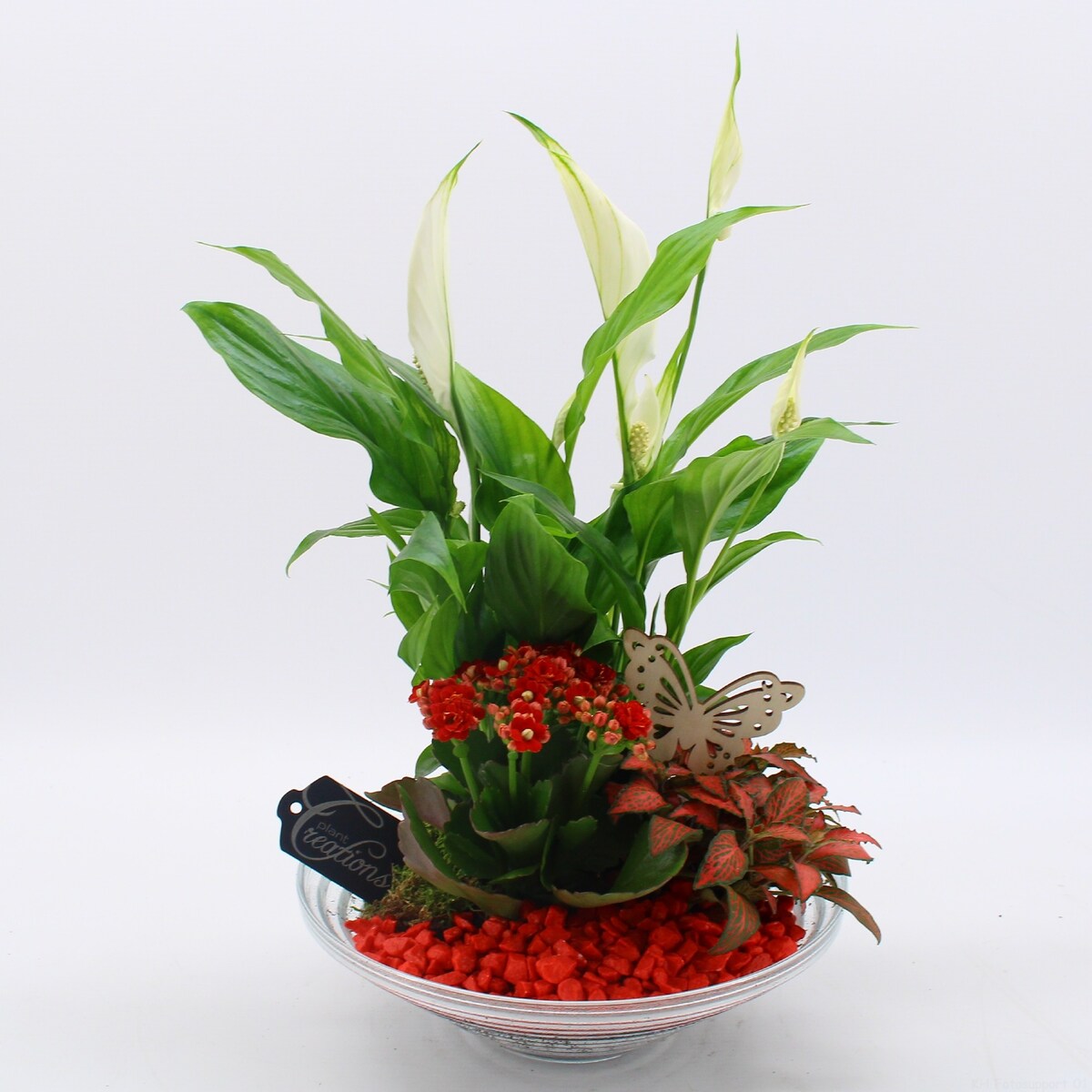 Kompozycja-Spathiphyllum, Kalanchoe, Fittonia doniczka Ø25cm wysokość 30cm