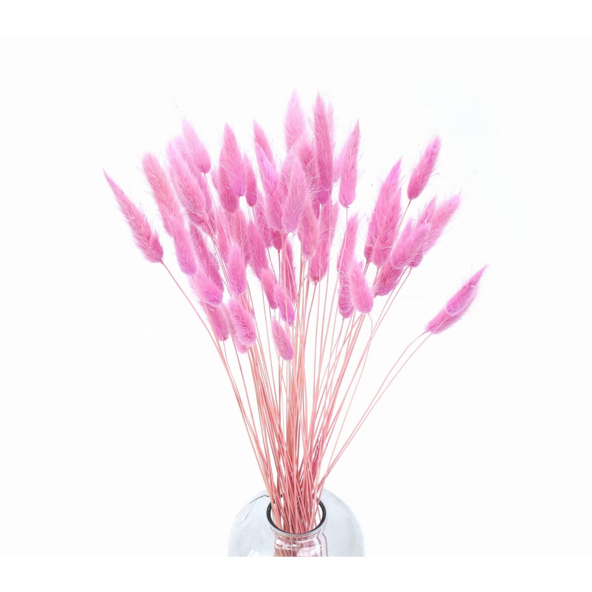 Suszony Lagurus Ciemnoróżowy