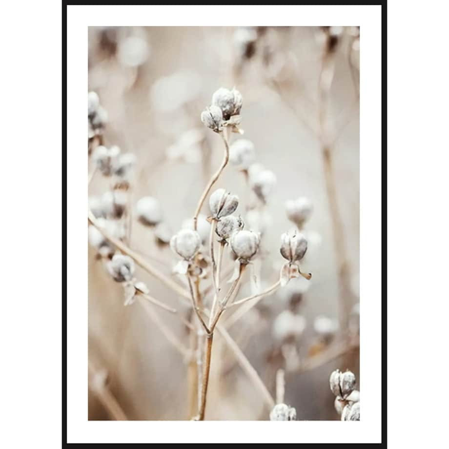 Poster Story, Plakat, Obraz - Bawełna na Łące, wymiary 21 x 30 cm