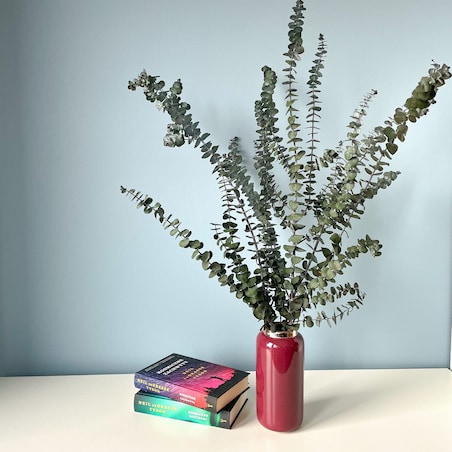 Eukaliptus Stabilizowany Baby