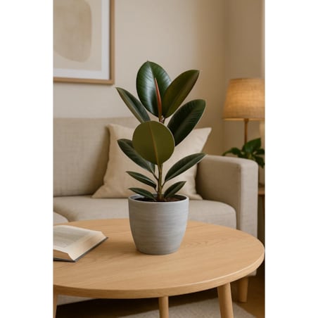 Ficus elastica Robusta| Doniczka Ø 14 cm | Wysokość ok. 40 cm