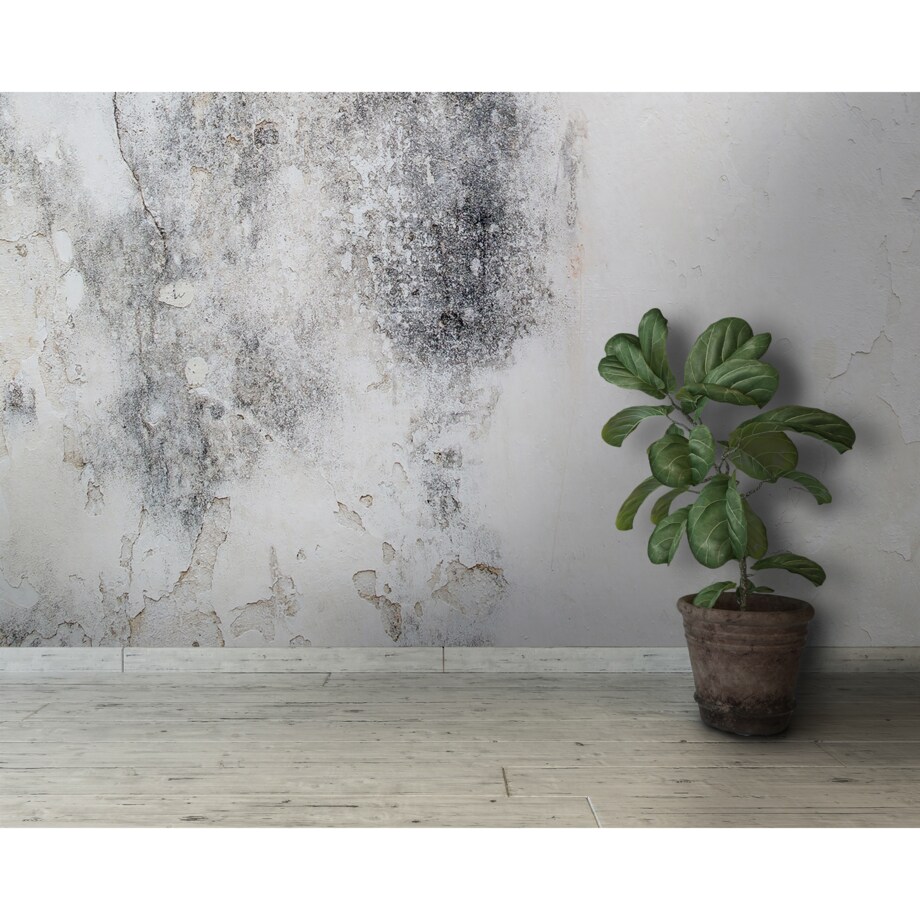 Tapeta Biały beton, 416x254cm