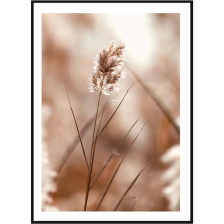 Poster Story, Plakat, Obraz - Samotna Trzcina, wymiary 50 x 70 cm