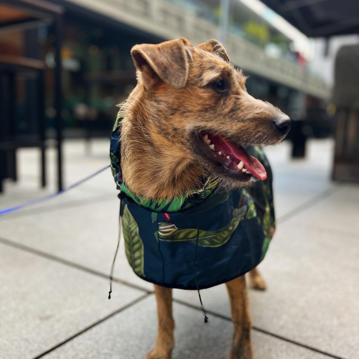 Płaszcz przeciwdeszczowy dla psa Psikolaż - Rozmiar: XL