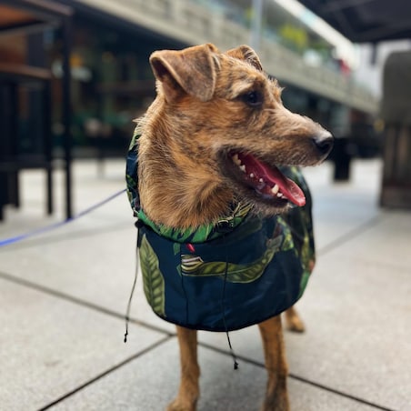 Płaszcz przeciwdeszczowy dla psa Psikolaż - Rozmiar: XL