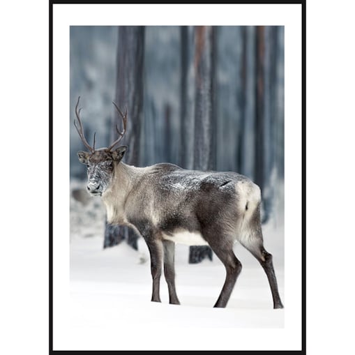 Poster Story, Plakat, Obraz - Zimowy Renifer, wymiary 50 x 70 cm