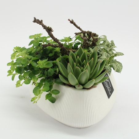 Kompozycja roślinna – Mix roślin | Doniczka Ø 24 cm | Wysokość ok. 25 cm