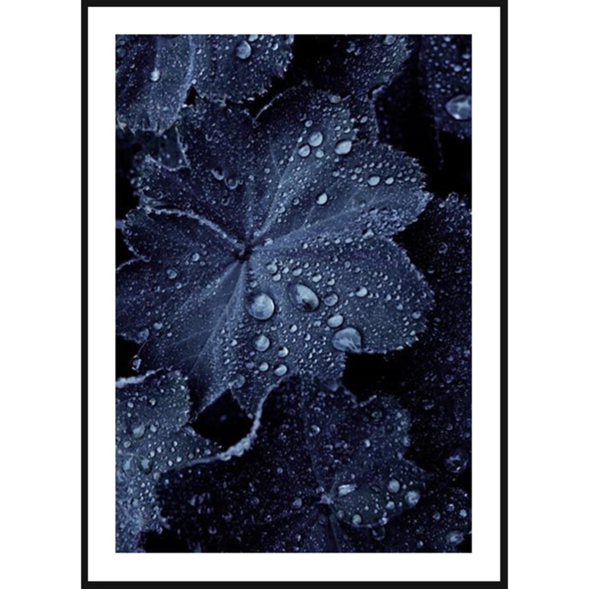 Poster Story, Plakat, Obraz - Krople Wody na Niebieskim Liściu, wymiary 21 x 30 cm