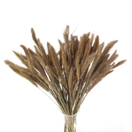 Suszona setaria naturalna - suszone trawy