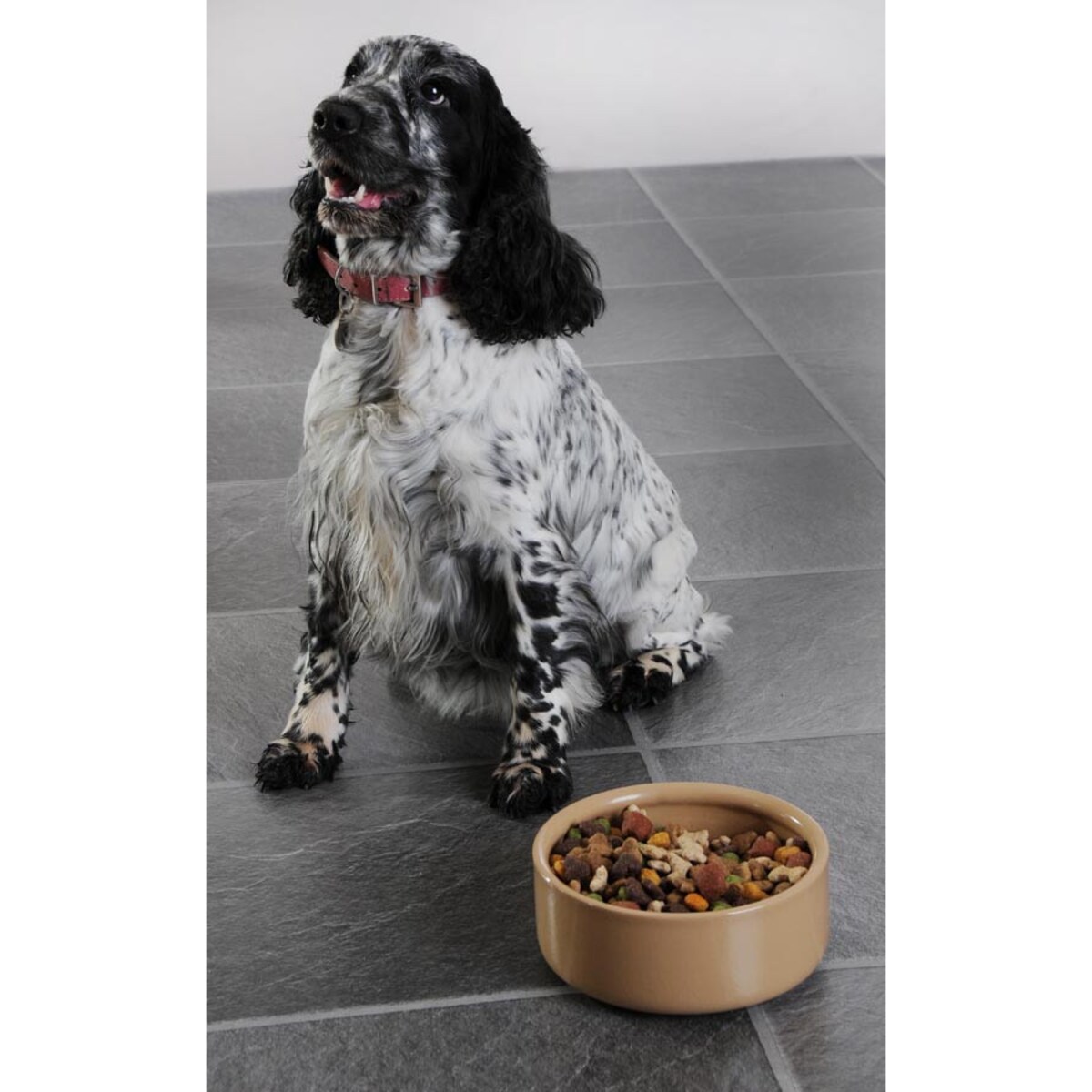 Miska dla zwierząt Petware Cane, 18 cm, Mason Cash