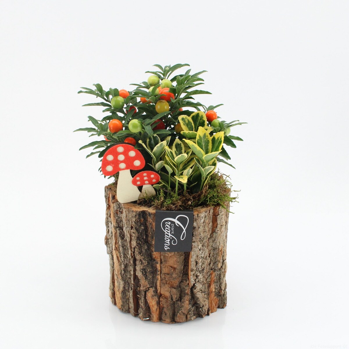 Kompozycja jesienna tarasowa | Doniczka Ø14 cm | Wysokość ok. 25 cm