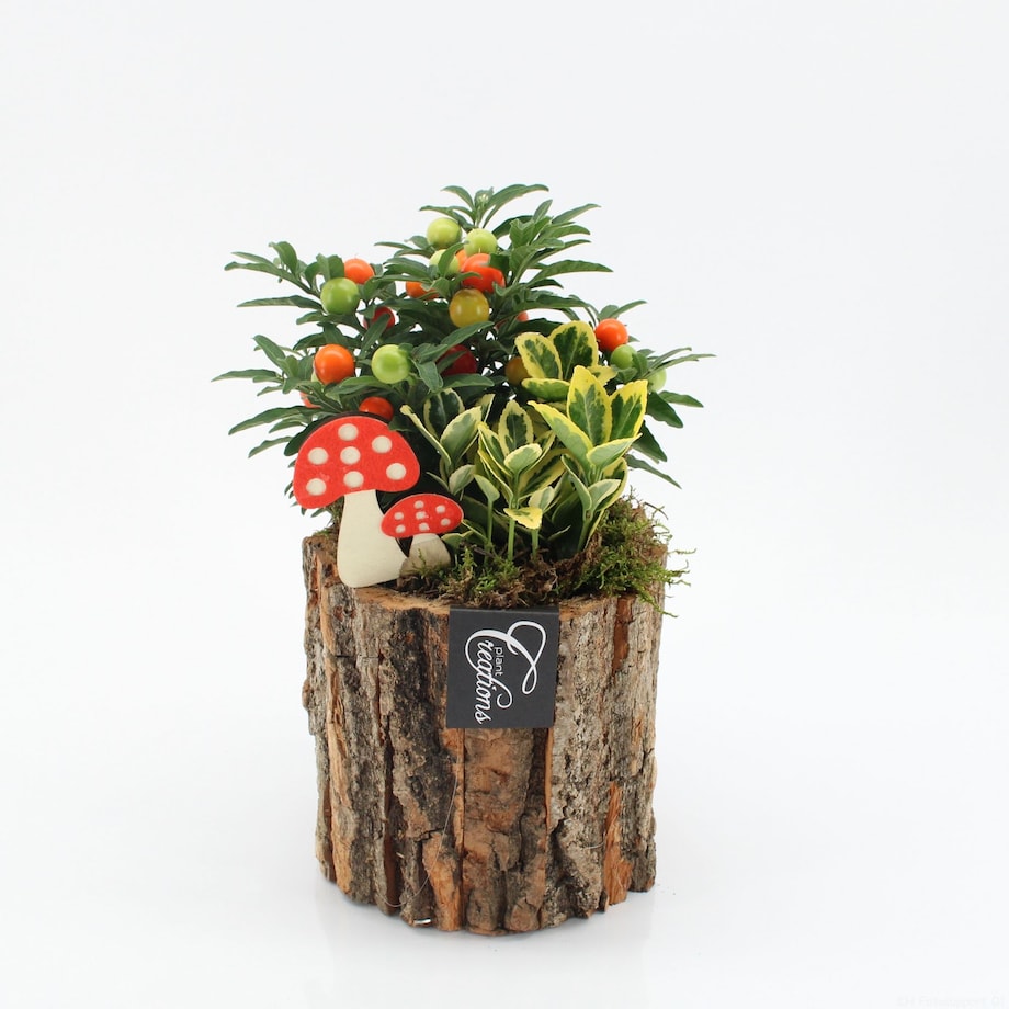 Kompozycja jesienna tarasowa | Doniczka Ø14 cm | Wysokość ok. 25 cm