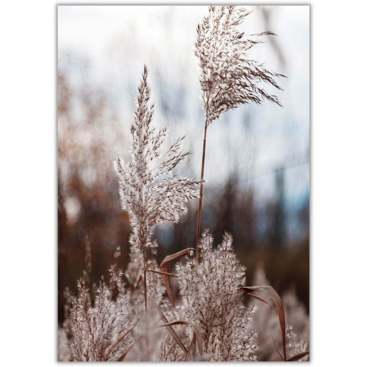 plakat trawa pampasowa 06 50x70 cm