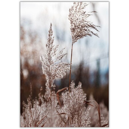 plakat trawa pampasowa 06 50x70 cm