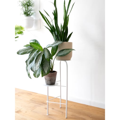 Kwietnik Mezalians biały