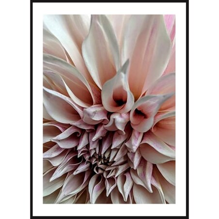 Poster Story, Plakat, Obraz - Kwiat Dalia No2, wymiary 21 x 30 cm