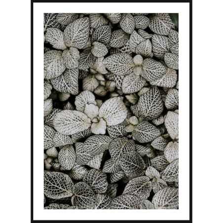 Poster Story, Plakat, Obraz - Liście Fitonii, wymiary 21 x 30 cm