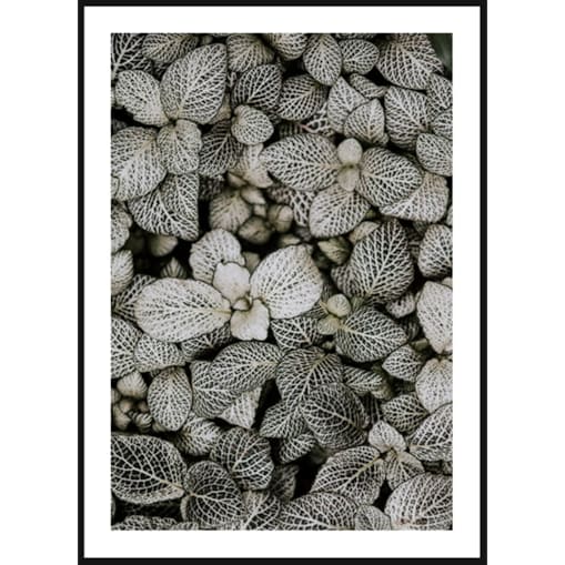 Poster Story, Plakat, Obraz - Liście Fitonii, wymiary 21 x 30 cm