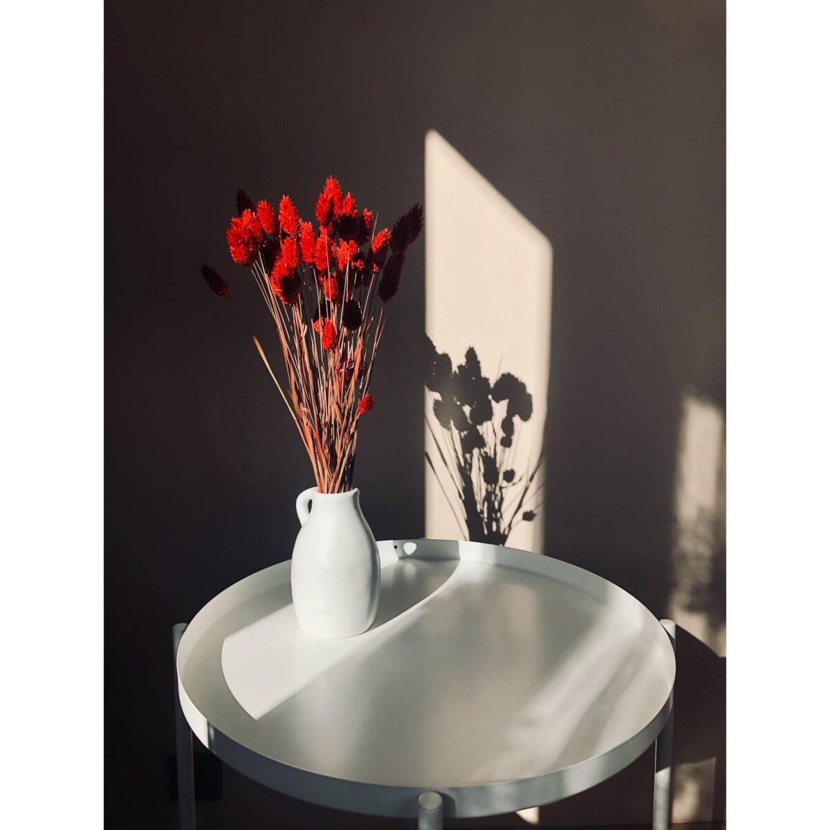 Suszony phalaris czerwony - trawa ozdobna