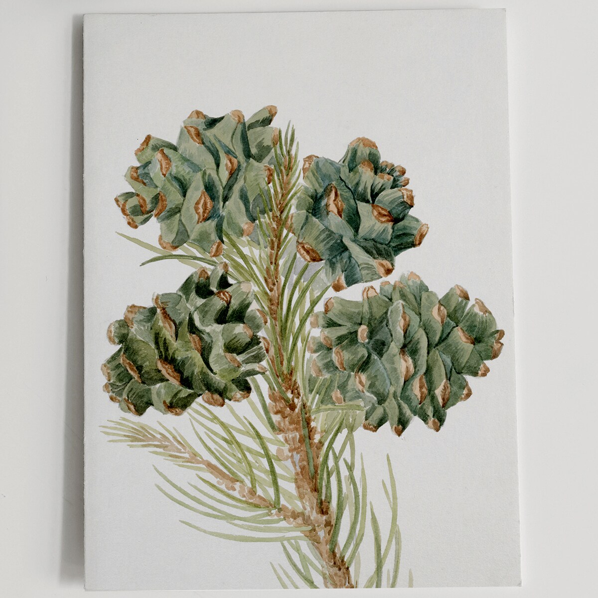 Plakat Gałązka Sosny z Szyszkami 30x40cm