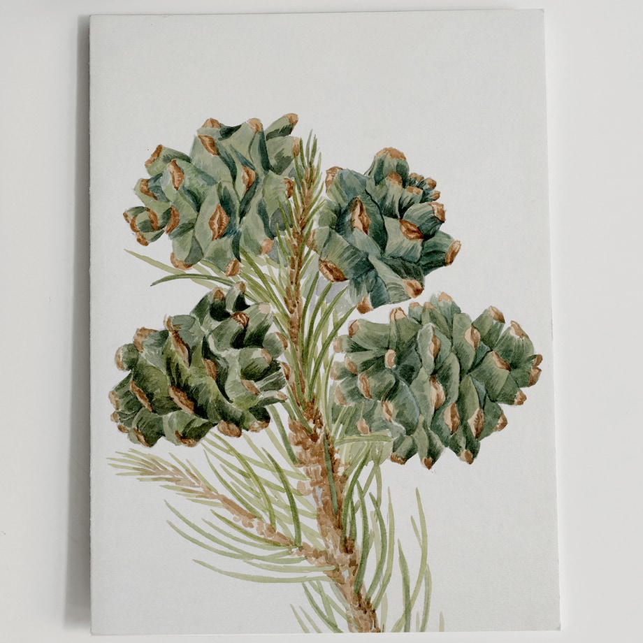 Plakat Gałązka Sosny z Szyszkami 30x40cm