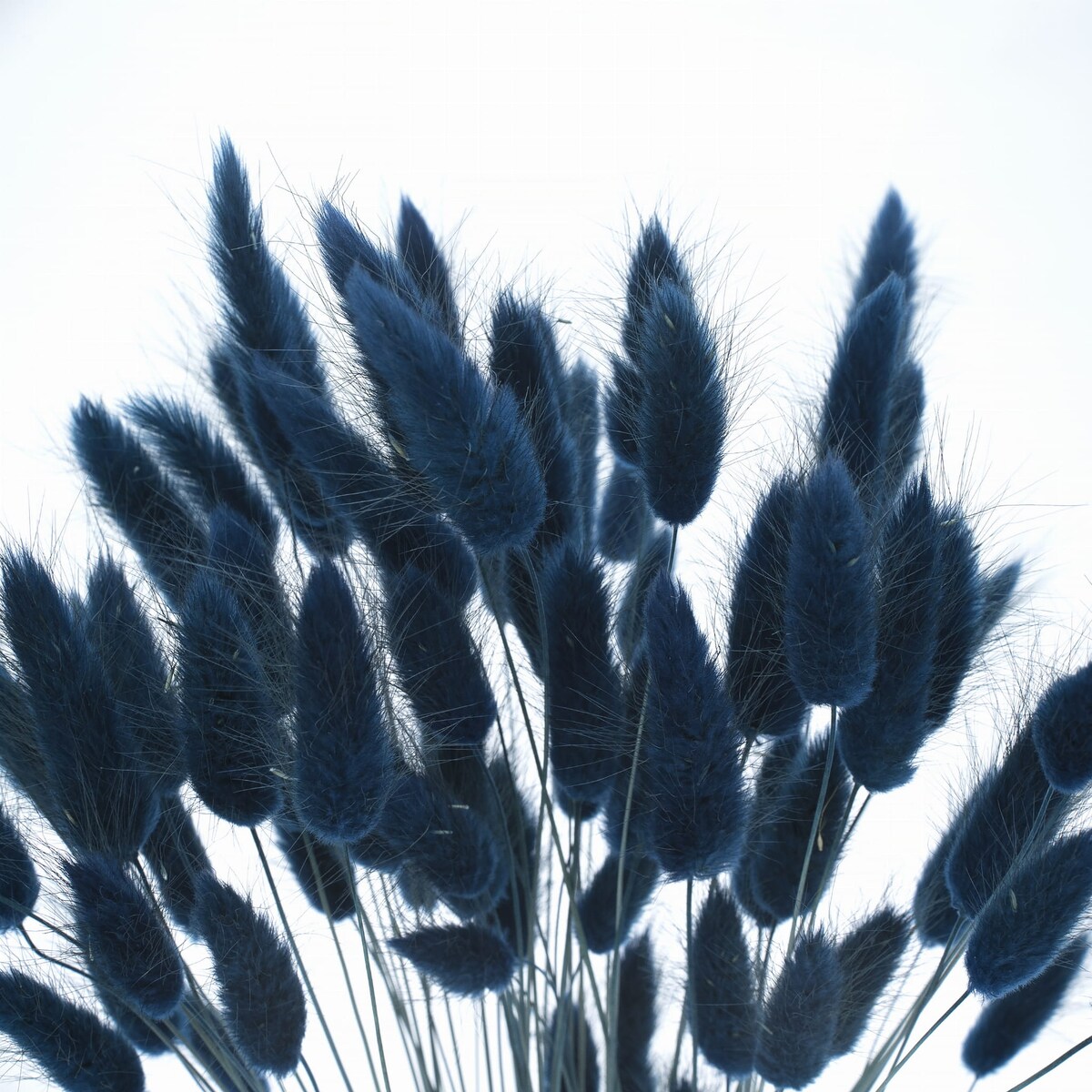 Lagurus Suszony Niebieski - Petrol