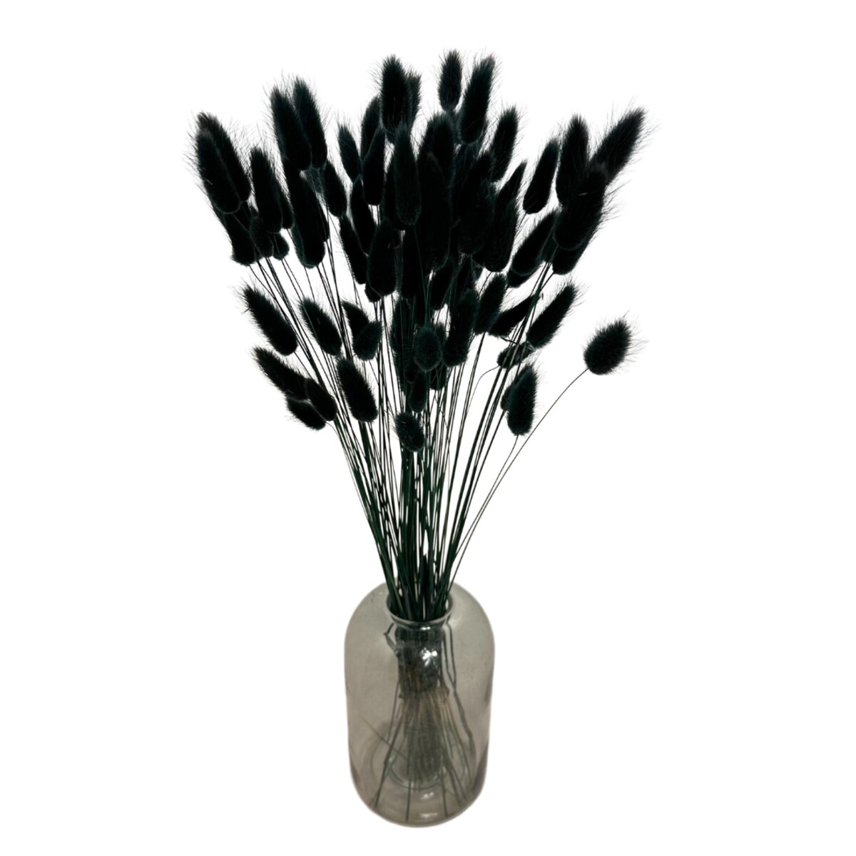 Lagurus Suszony Nero - Dmuszek Jajowaty 70 szt.