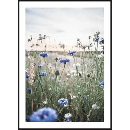 Poster Story, Plakat, Obraz - Polne Chabry, wymiary 21 x 30 cm