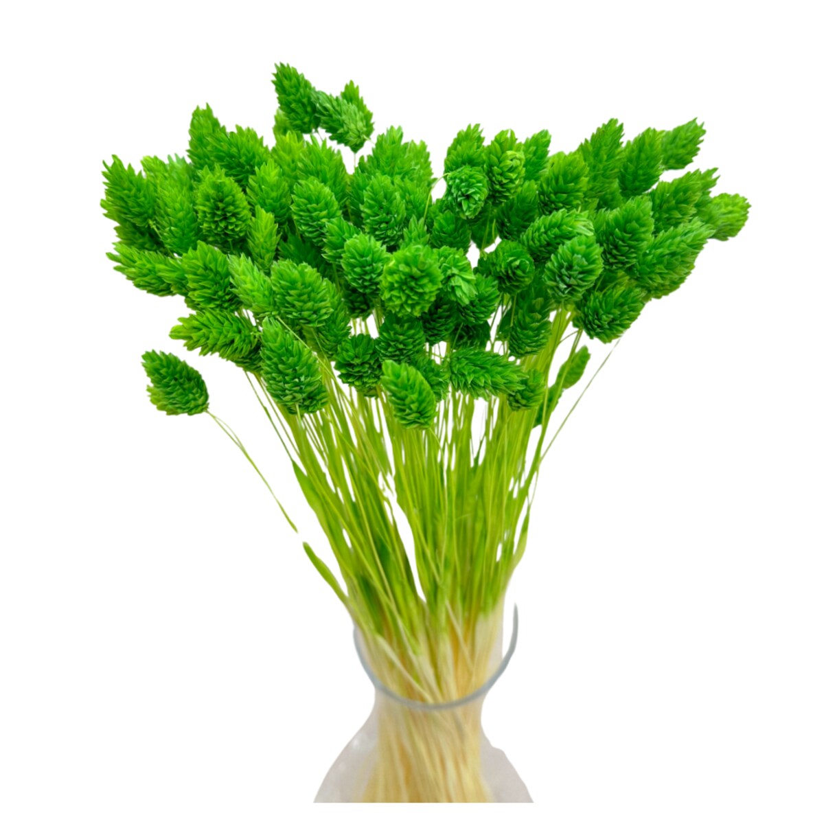 Suszony phalaris zielony