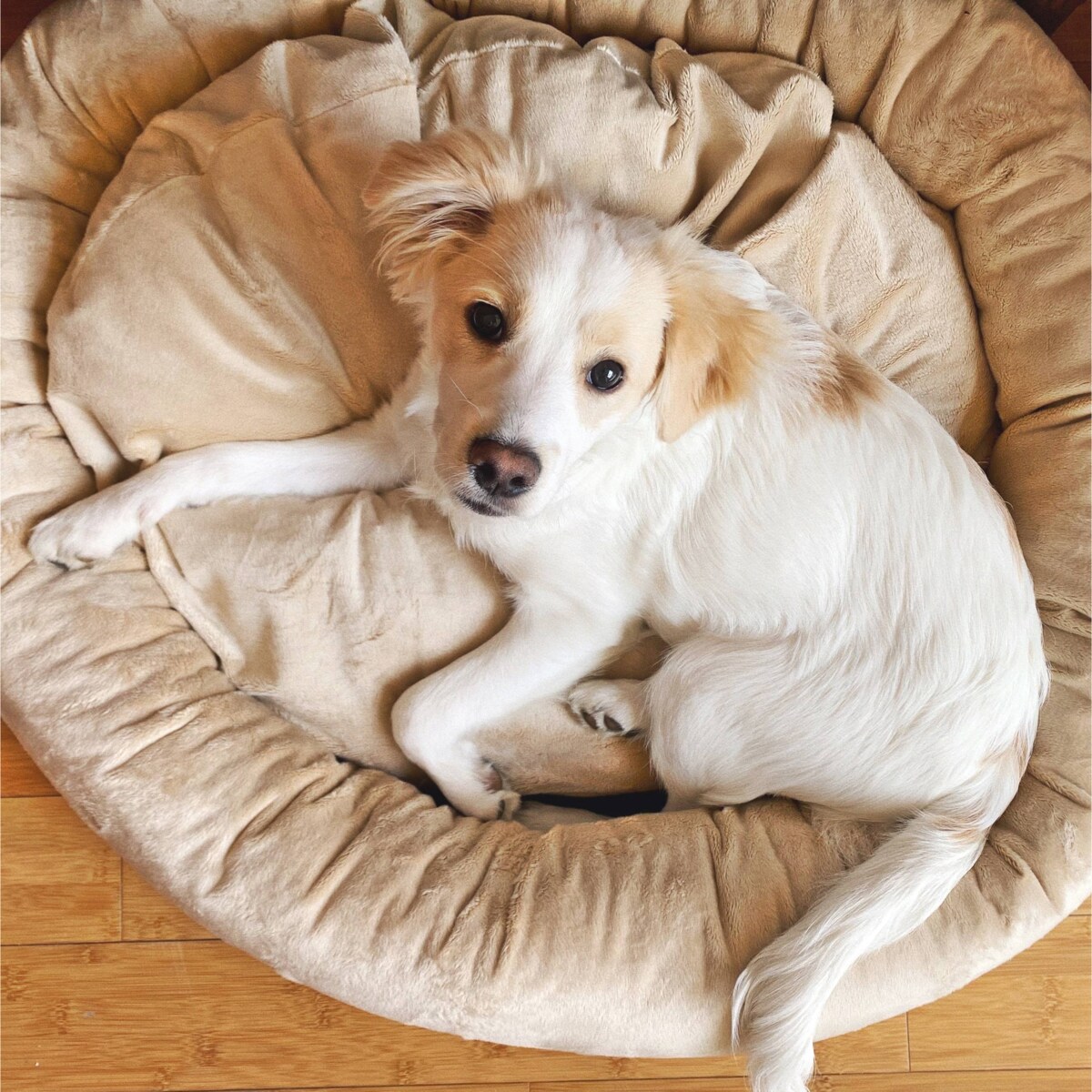 Pluszowe legowisko dla psa lub kota BUZZY, 75x65 cm, Beż