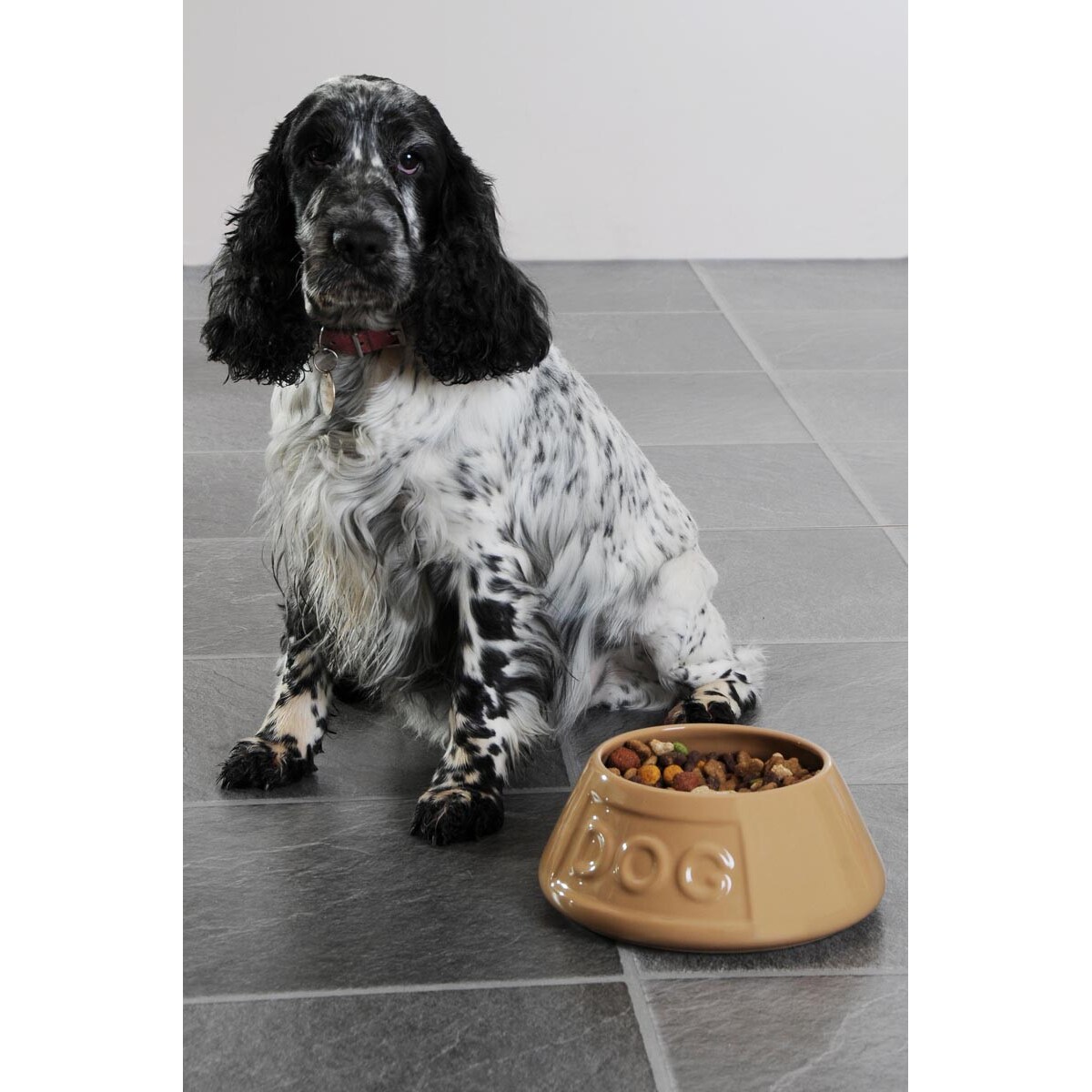 Miska dla długouchych psów, 700 ml, Mason Cash