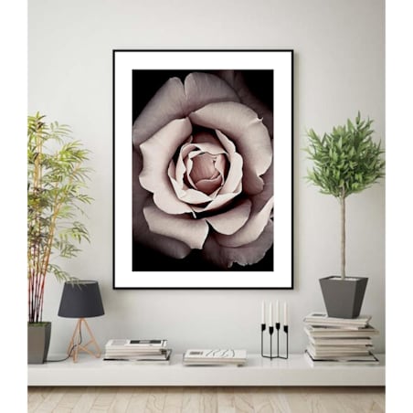 Poster Story, Plakat, Obraz - Rozkwitająca Róża, wymiary 70 x 100 cm